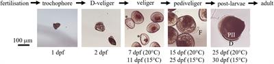 Physiological condition of the warty venus (Venus verrucosa L. 1758) larvae modulates response to pile driving and drilling underwater sounds